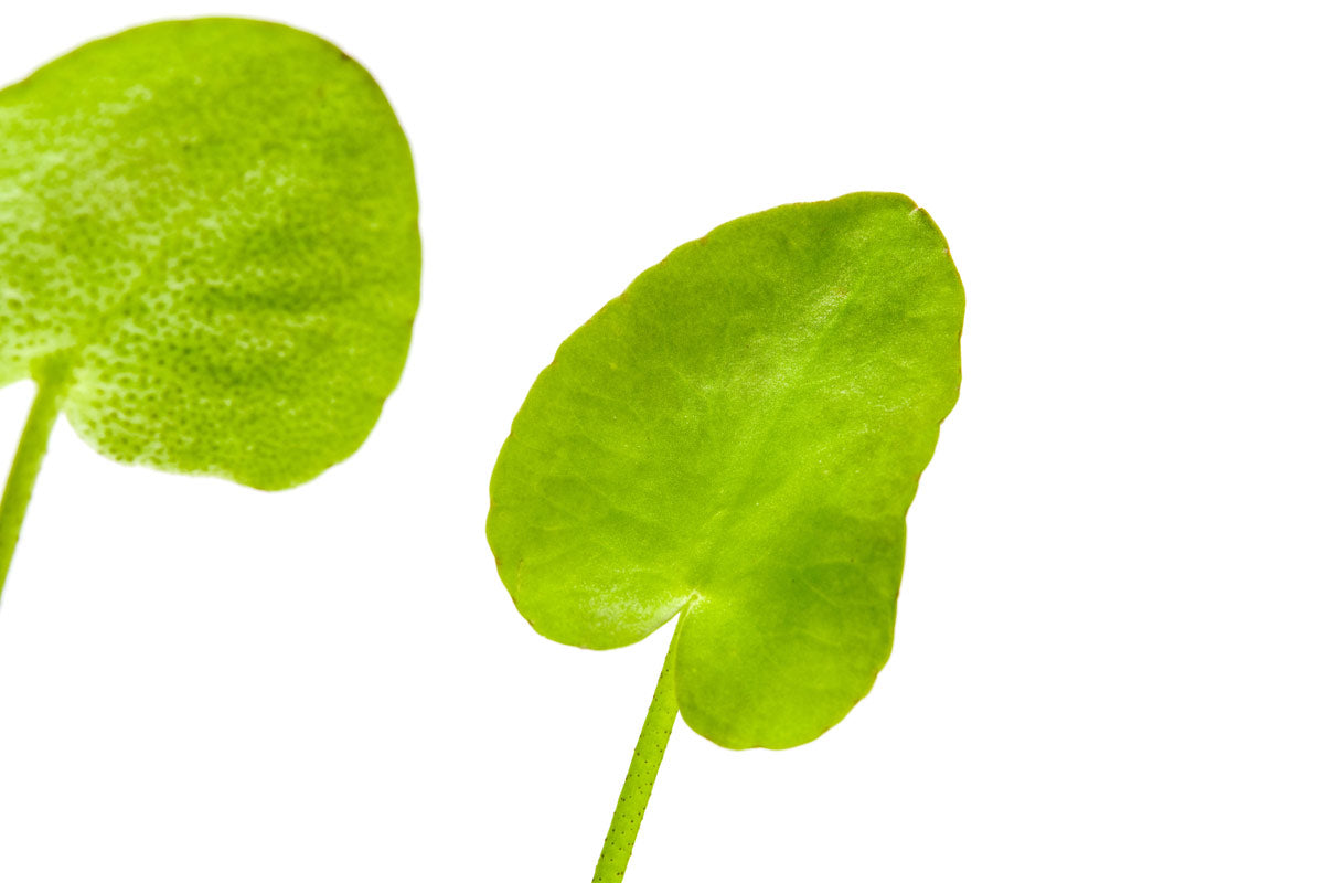 Shop Banana Plant Aquatic Plants - Glass Aqua