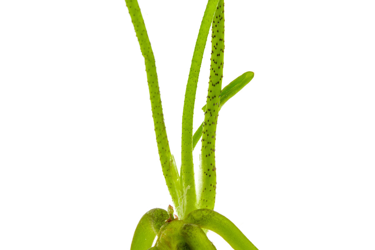 Shop Banana Plant Aquatic Plants - Glass Aqua