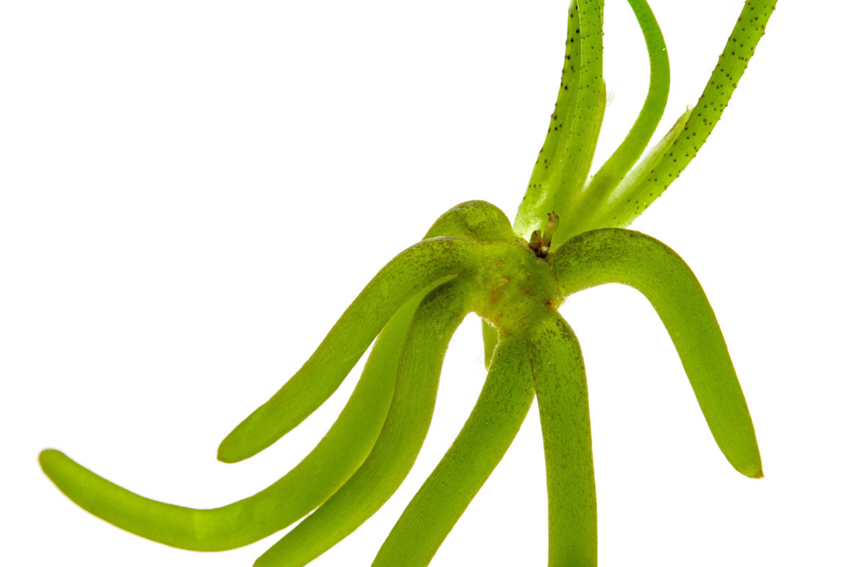 Shop Banana Plant Aquatic Plants - Glass Aqua