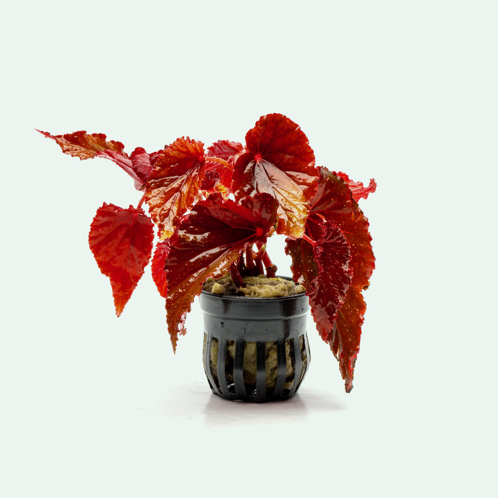 Shop Begonia Arabian Sunset Terrarium Plant - Glass Aqua