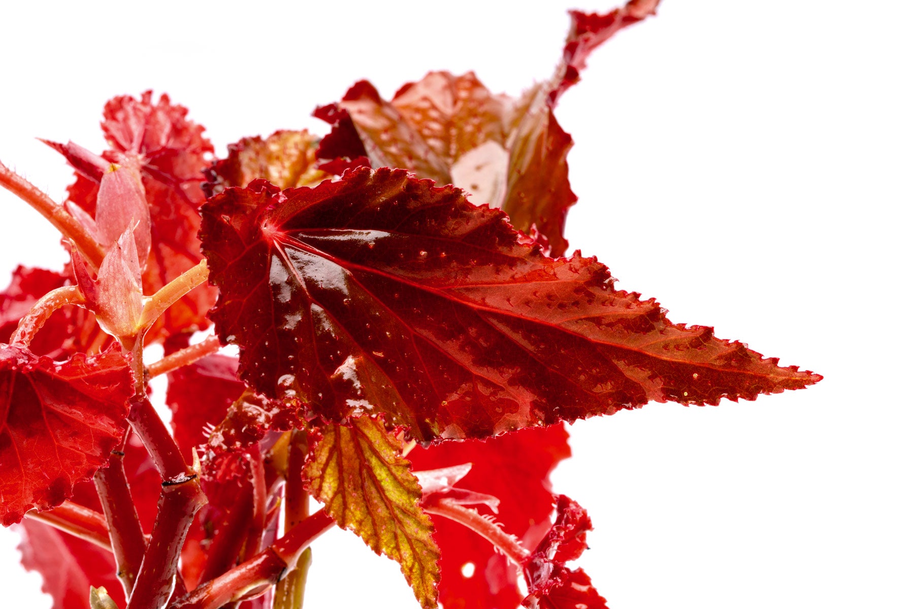 Shop Begonia Arabian Sunset Terrarium Plant - Glass Aqua