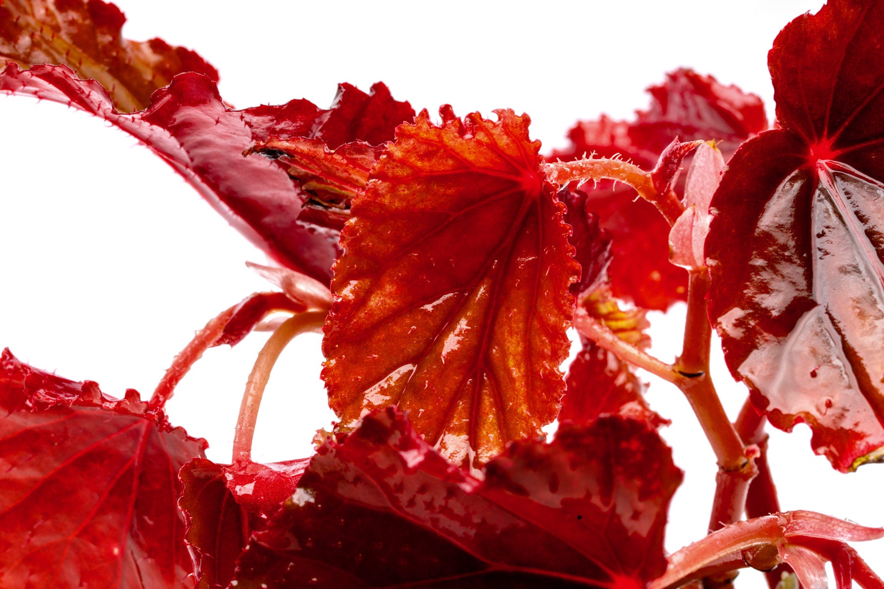 Shop Begonia Arabian Sunset Terrarium Plant - Glass Aqua