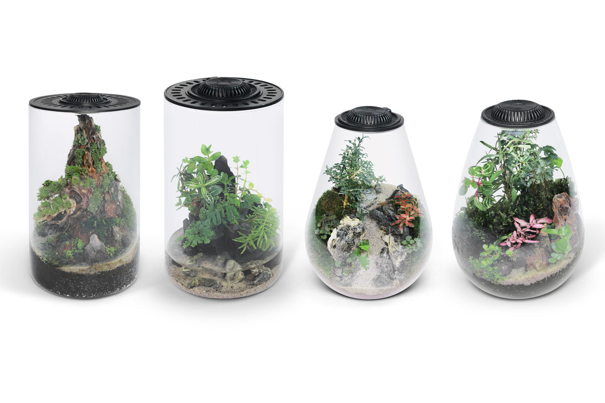 Bio Cylinder Terrarium - DIY Terrarium Kit, Planters | Shop Glass Aqua