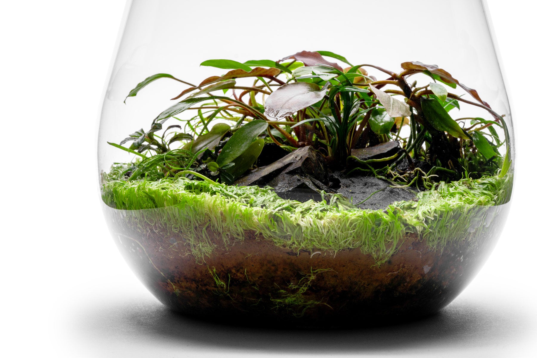 Terrarium Aquarium Jungle Plant Pack