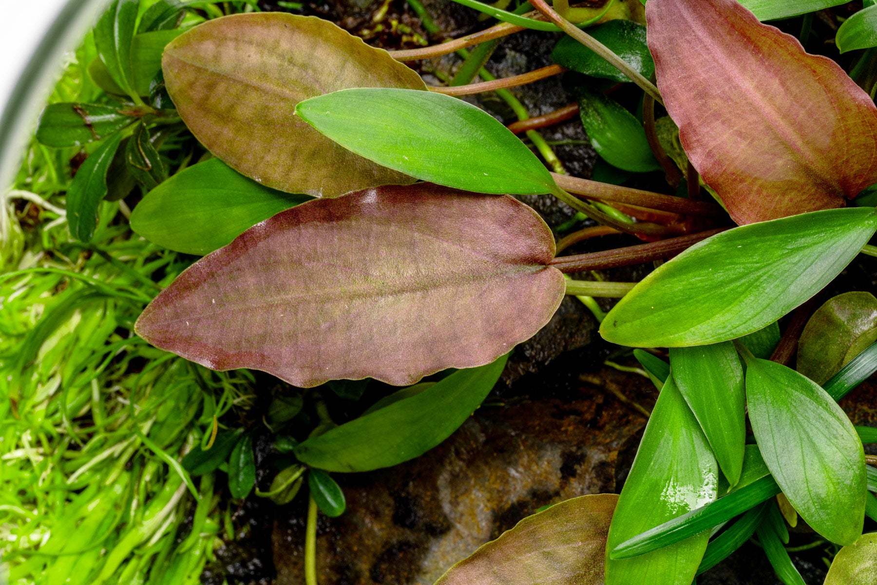 Terrarium Aquarium Jungle Plant Pack