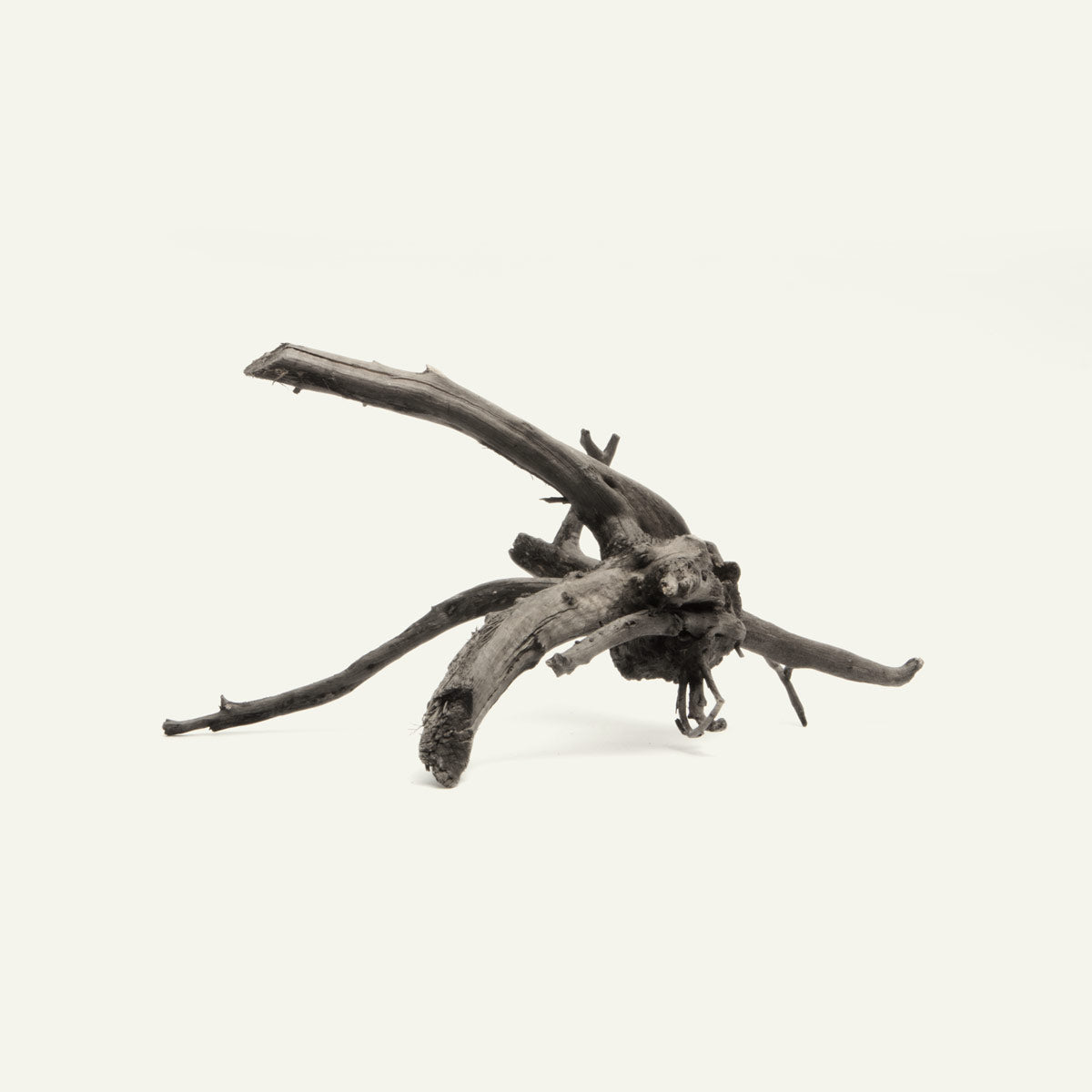 Black Forest Spider Wood - Glass Aqua