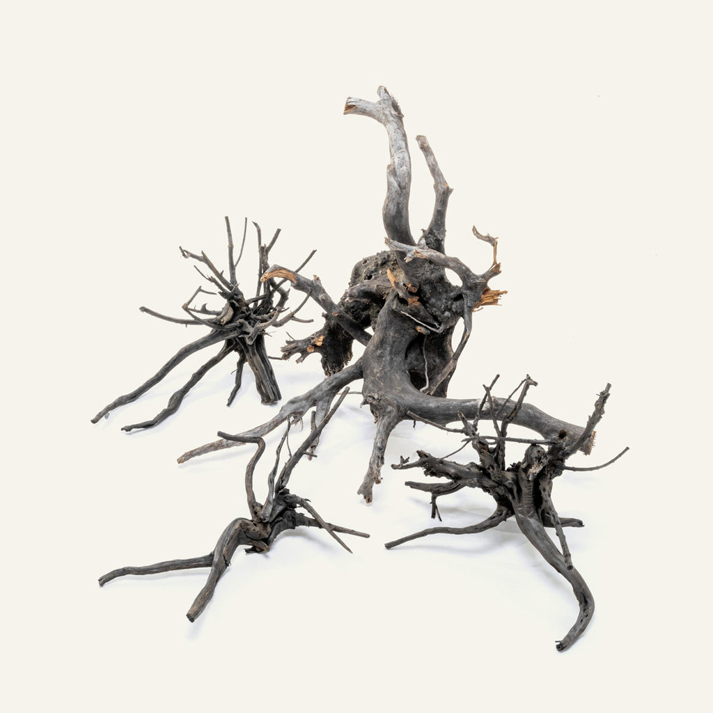 spider wood plant Black Forest Spider Wood - Planted Aquariums