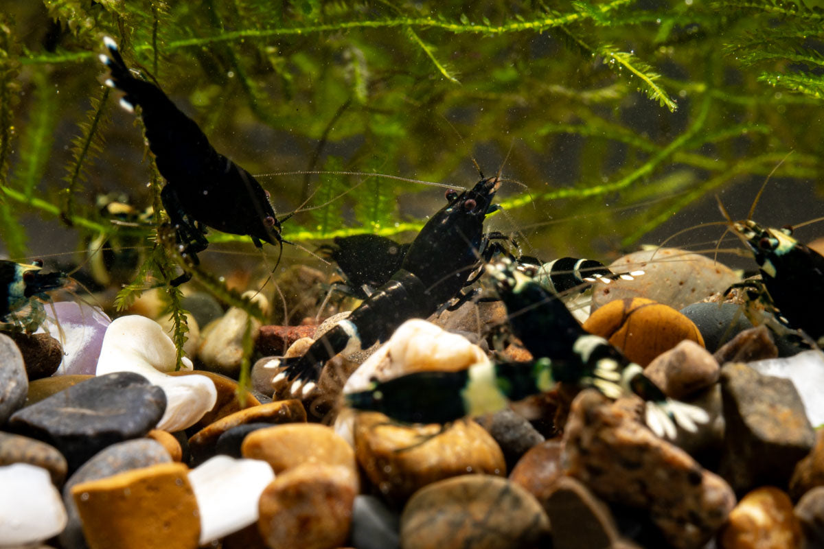 Black King Kong Taiwan Bee Live Aquarium Shrimp 