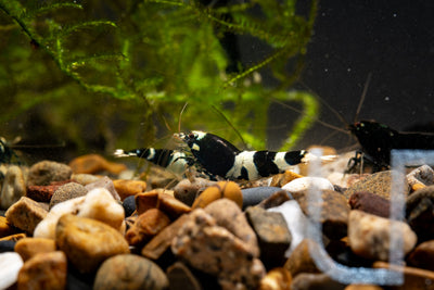 Black King Kong Taiwan Bee Live Aquarium Shrimp