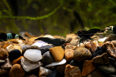 Black King Kong Taiwan Bee Live Aquarium Shrimp