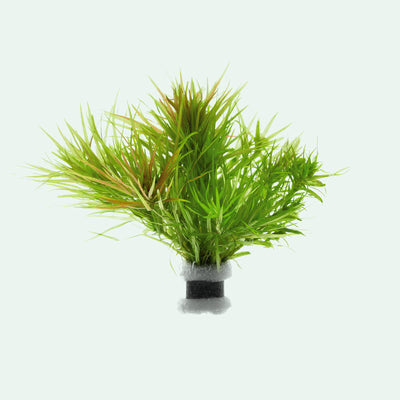 Blyxa Japonica - Live Aquatic Plant | Glass Aqua