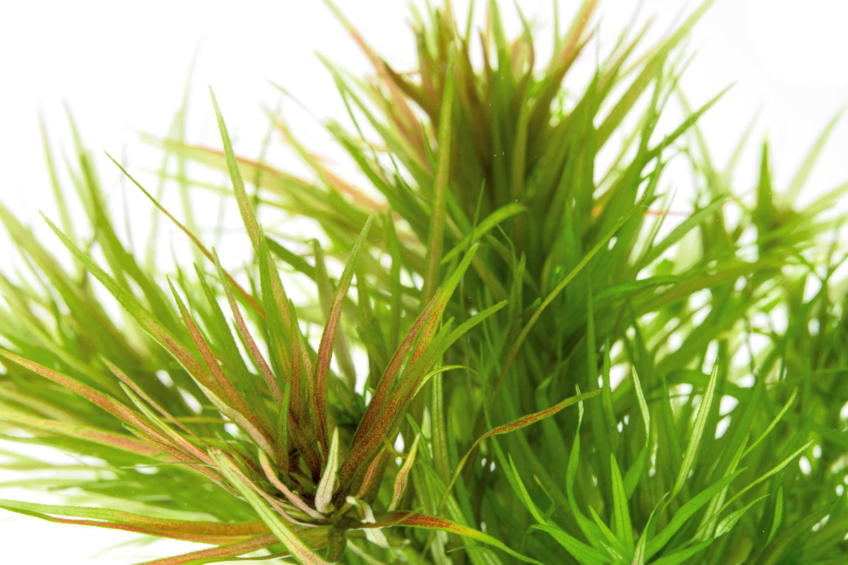Blyxa Japonica - Live Aquatic Plant | Glass Aqua