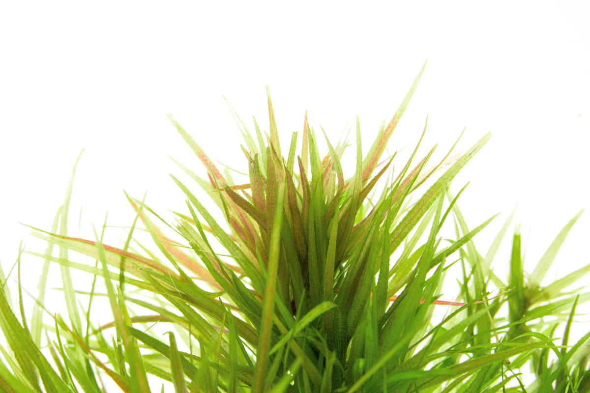 Blyxa Japonica - Live Aquatic Plant | Glass Aqua