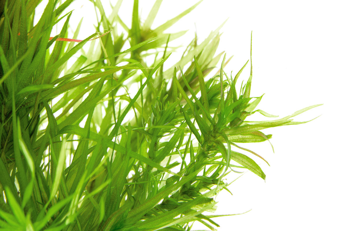 Blyxa Japonica - Live Aquatic Plant | Glass Aqua