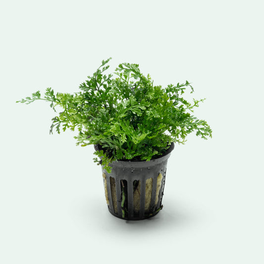 Bolbitis Difformis ‘Mini’ - Glass Aqua