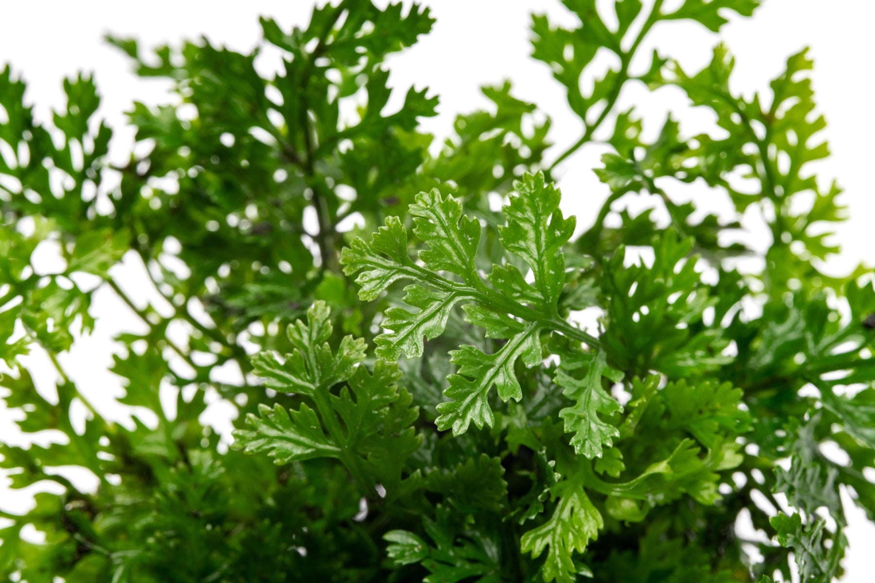 Bolbitis Difformis ‘Mini’ - Glass Aqua