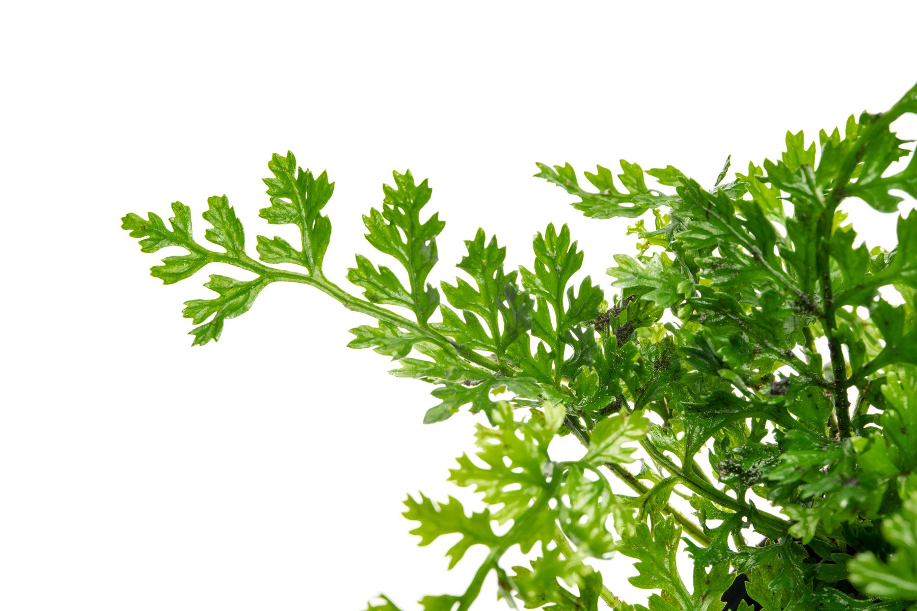 Bolbitis Difformis ‘Mini’ - Glass Aqua