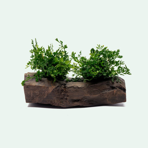 Bolbitis Difformis ‘Mini’ Driftwood - Planted Tank Decor | Glass Aqua