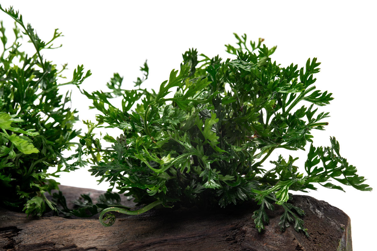 Bolbitis Difformis ‘Mini’ Driftwood - Planted Tank Decor | Glass Aqua