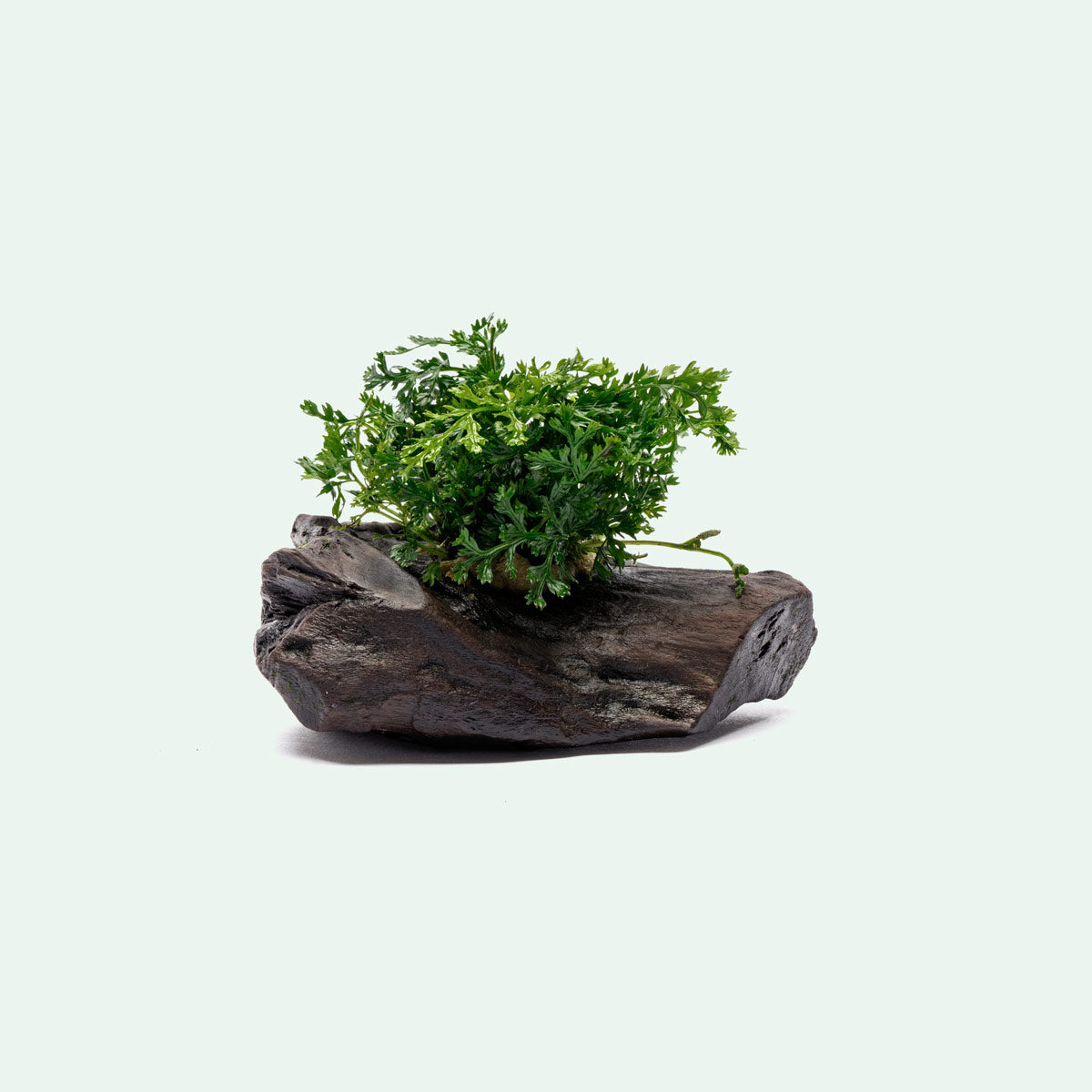 Bolbitis Difformis ‘Mini’ Driftwood - Planted Tank Decor | Glass Aqua