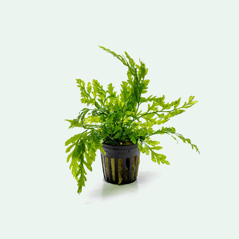 Shop Bolbitis Heudelotii Aquatic Plants - Glass Aqua