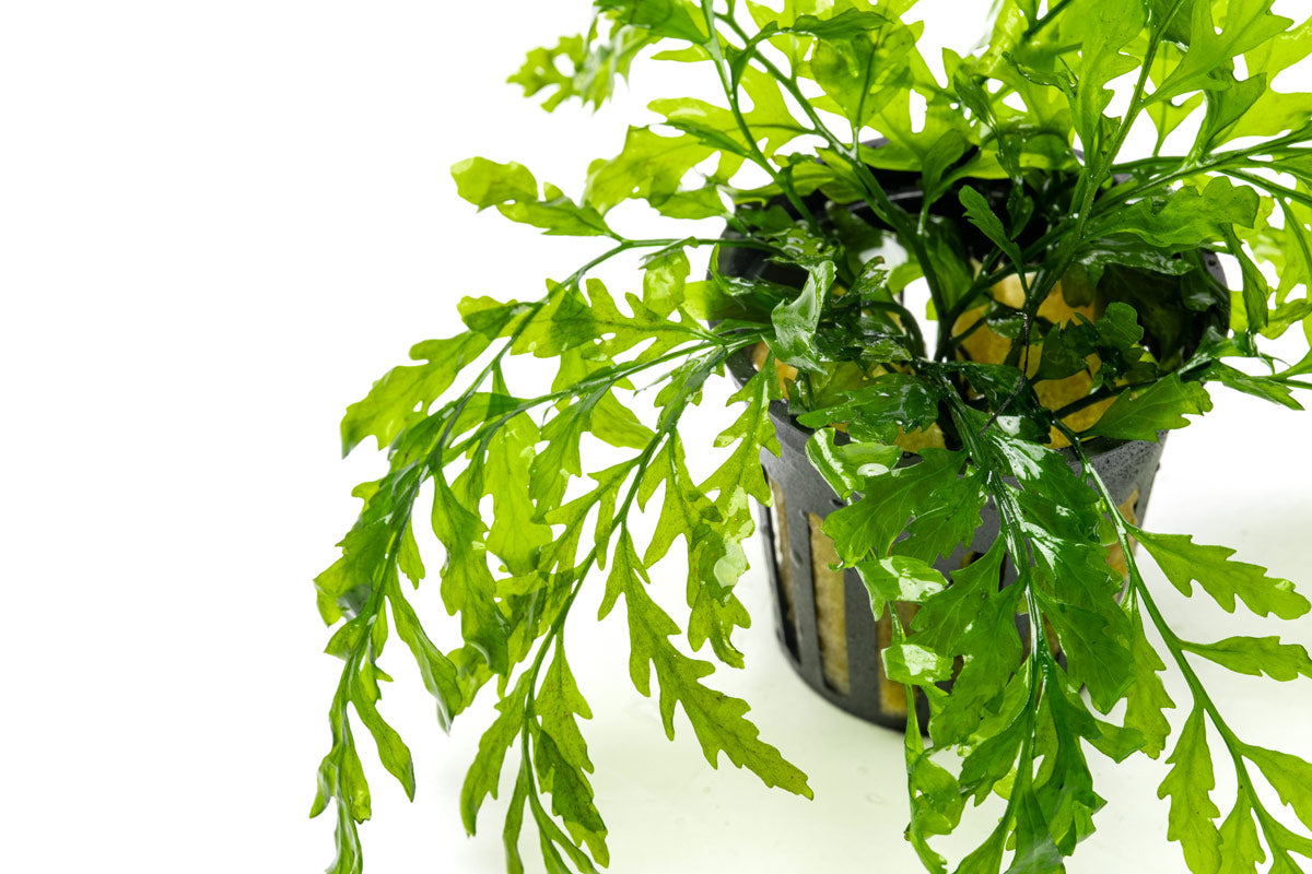 Shop Bolbitis Heudelotii Aquatic Plants - Glass Aqua