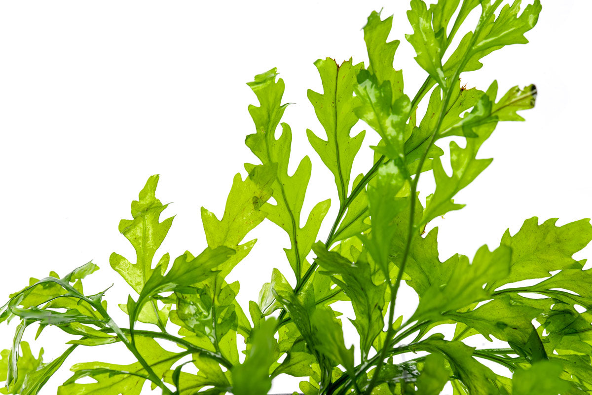 Shop Bolbitis Heudelotii Aquatic Plants - Glass Aqua