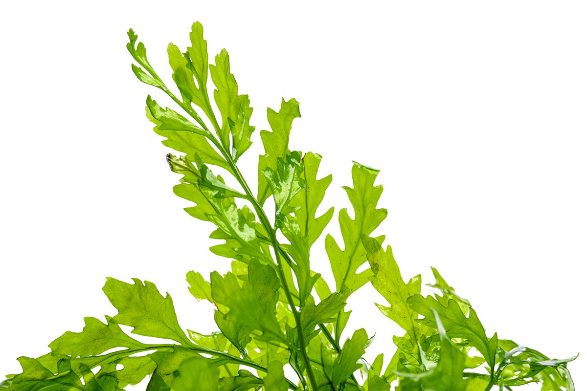 Shop Bolbitis Heudelotii Aquatic Plants - Glass Aqua