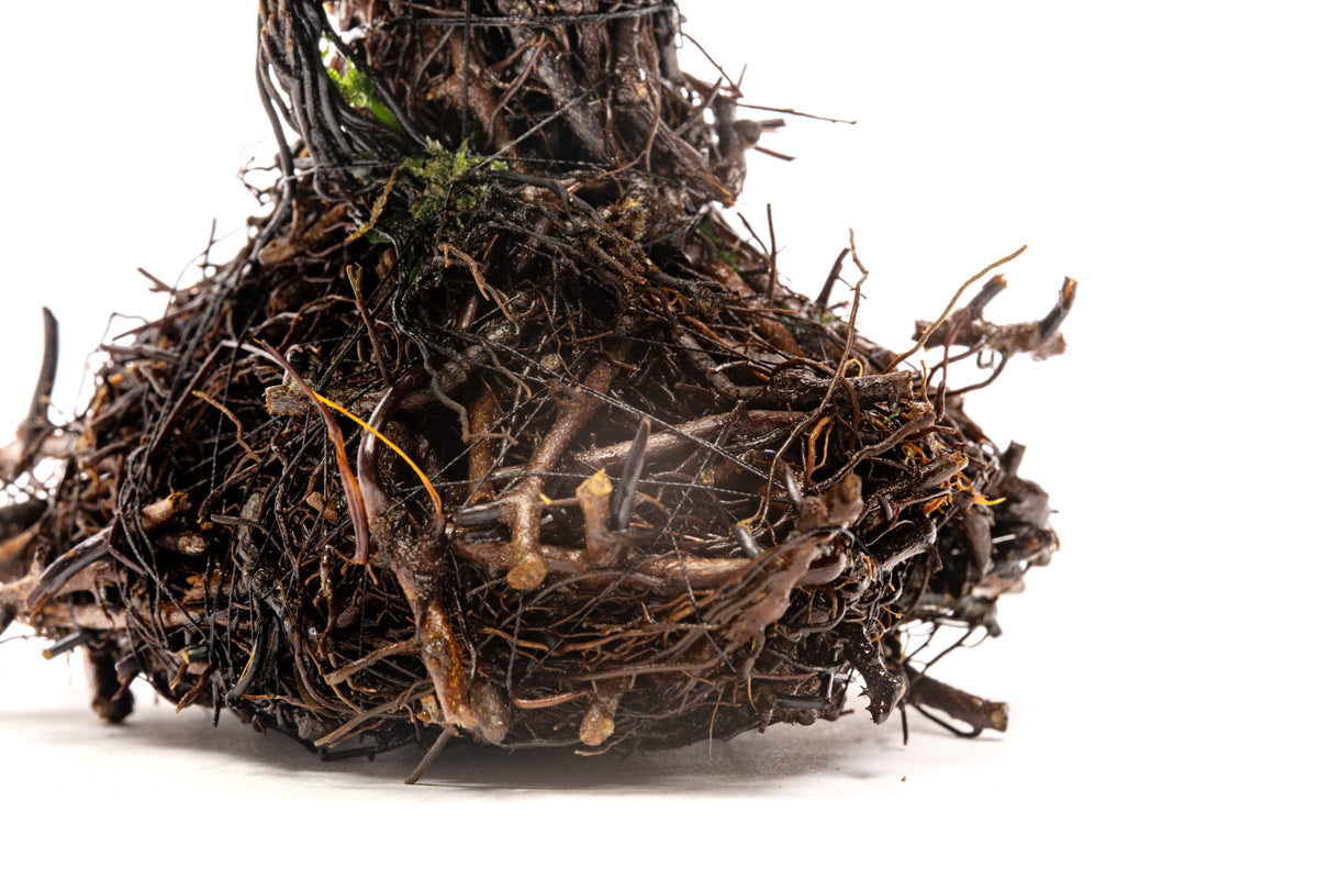 Trichomanes Javanicum - Bonsai Tree