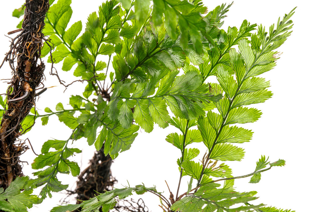 Trichomanes Javanicum - Bonsai Tree