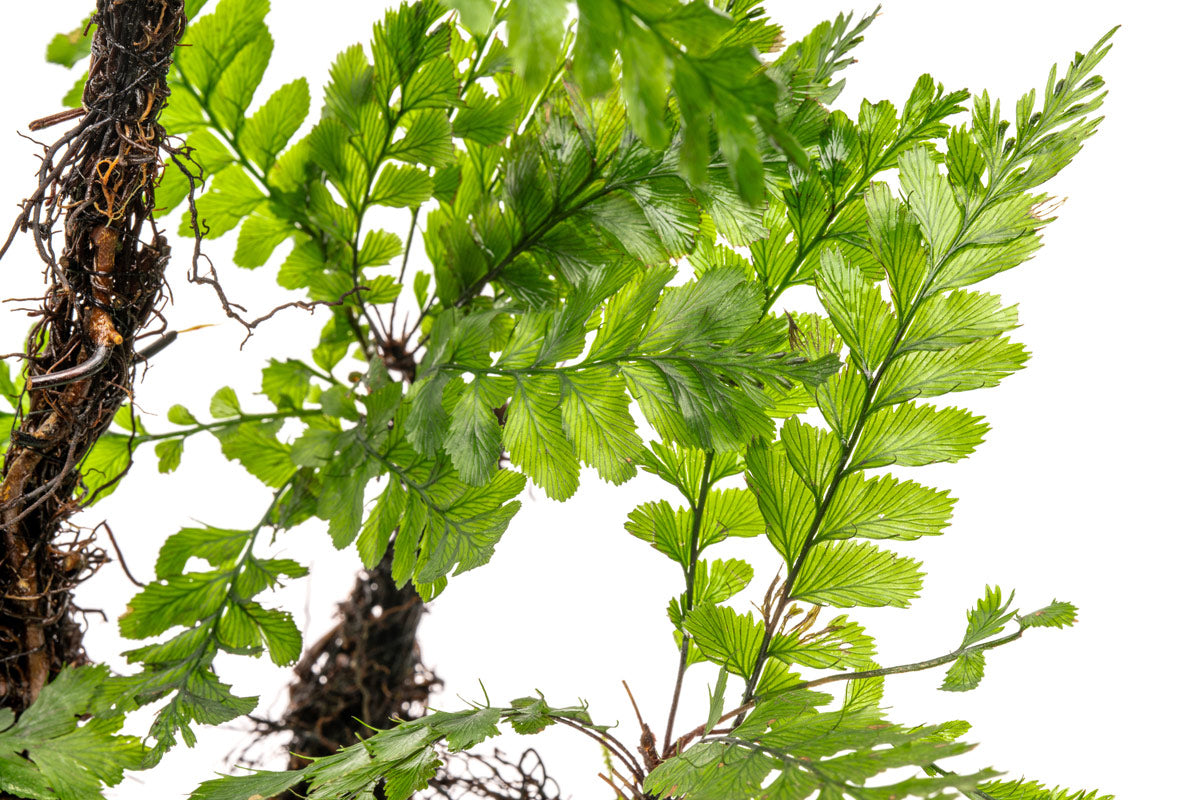 Trichomanes Javanicum - Bonsai Tree