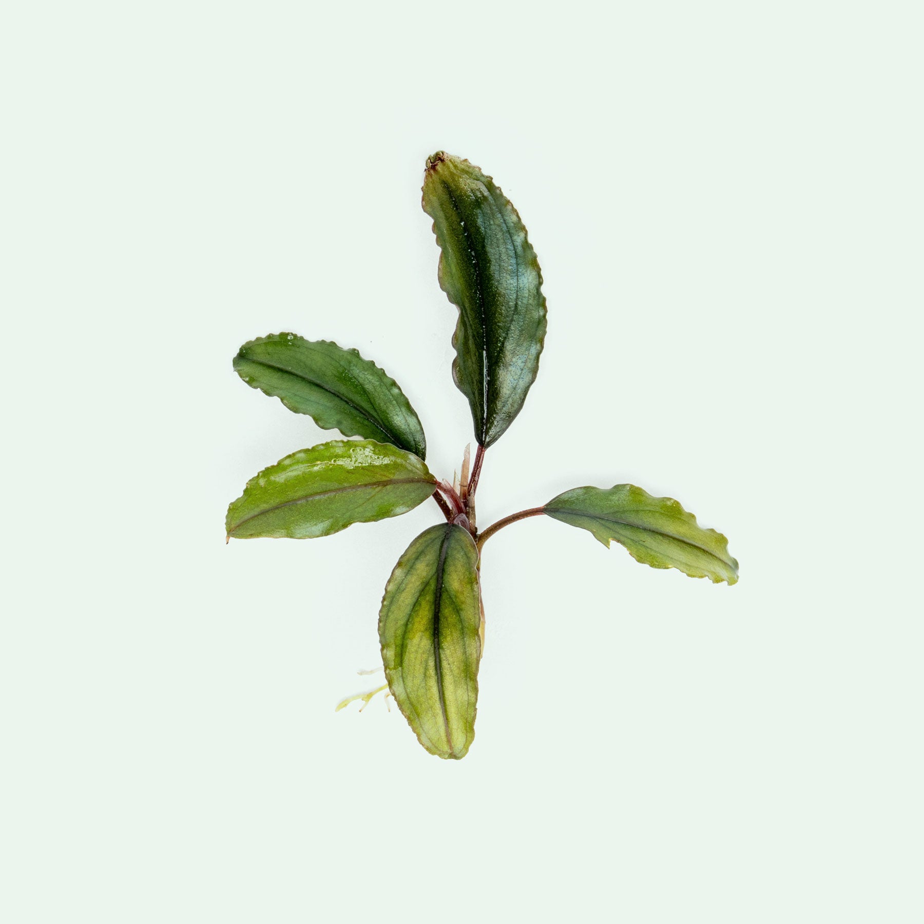 Live bare root Bucephalandra Alamanda with varying color and ruffled leaves