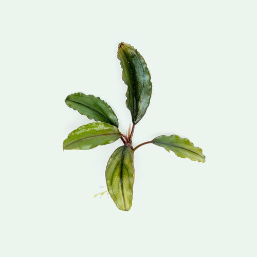 Live bare root Bucephalandra Alamanda with varying color and ruffled leaves