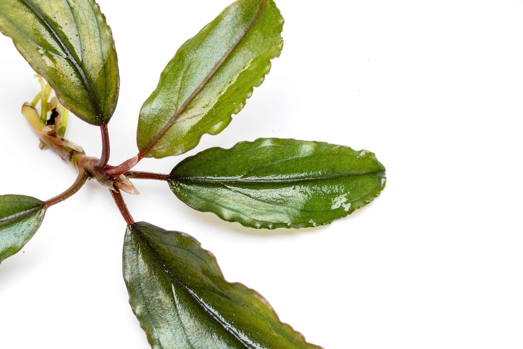 Close up of live Bucephalandra Alamanda foliage
