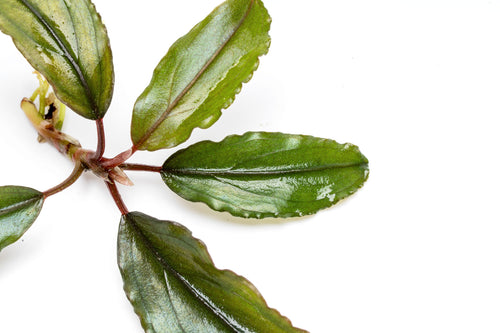 Close up of live Bucephalandra Alamanda foliage