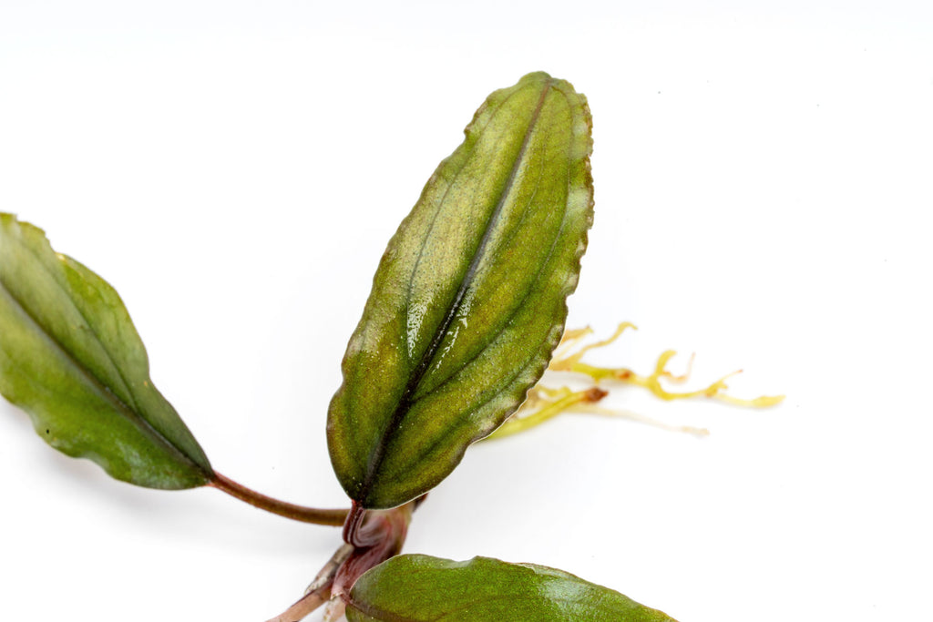 Close-up photo of live Bucephalandra Alamanda leaf showing color, shape and texture