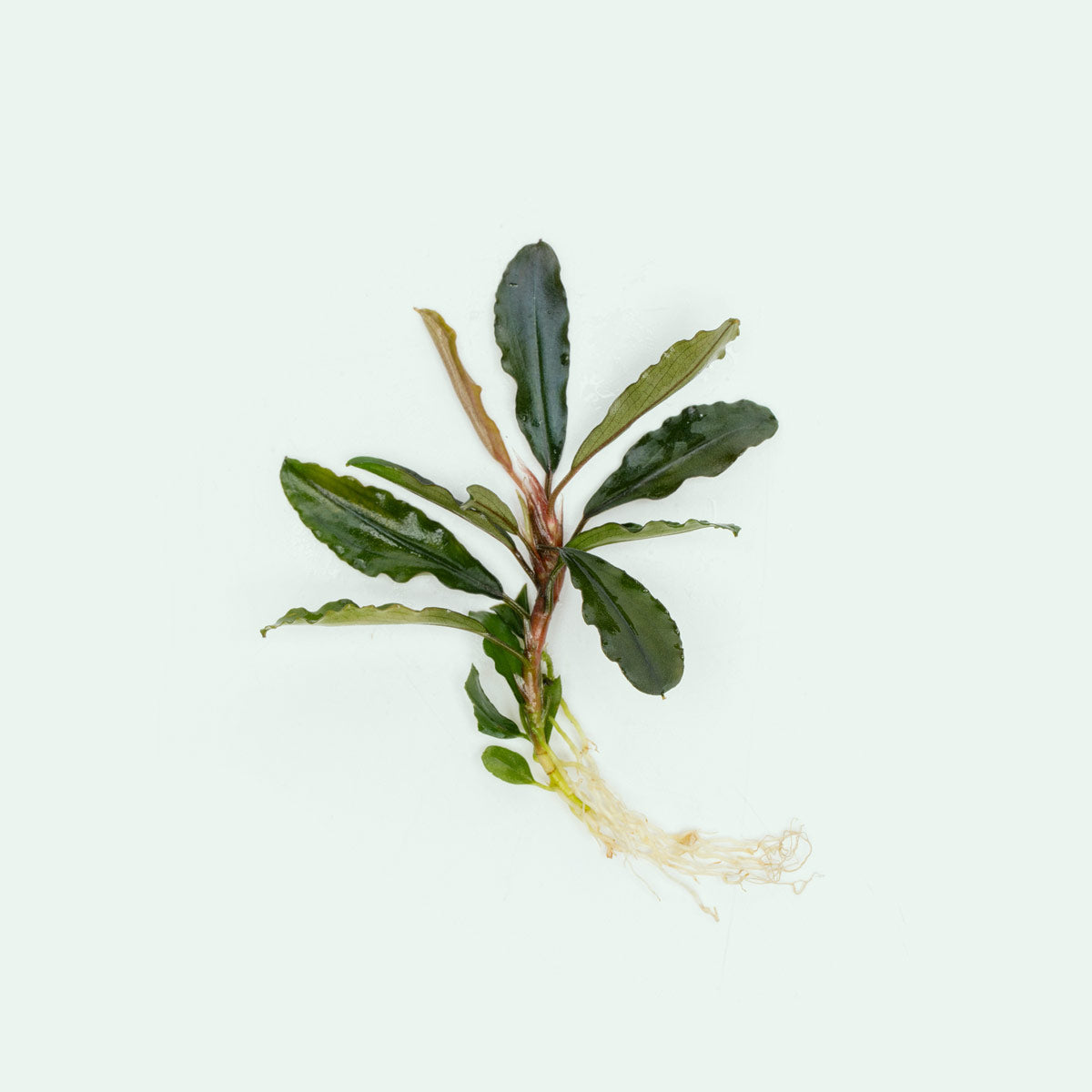 Bare rooted bucephalandra artemis aquatic rhizome plant for planted aquariums
