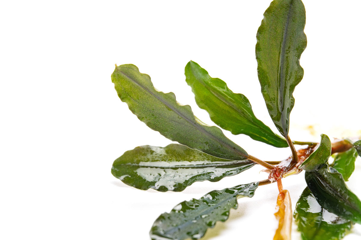 Bare rooted bucephalandra artemis aquatic rhizome plant for planted aquariums