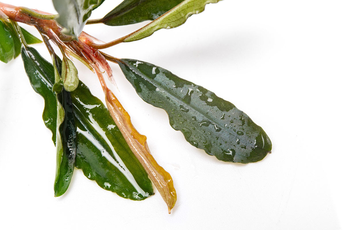 Bucephalandra Artemis - Live Buce | Glass Aqua