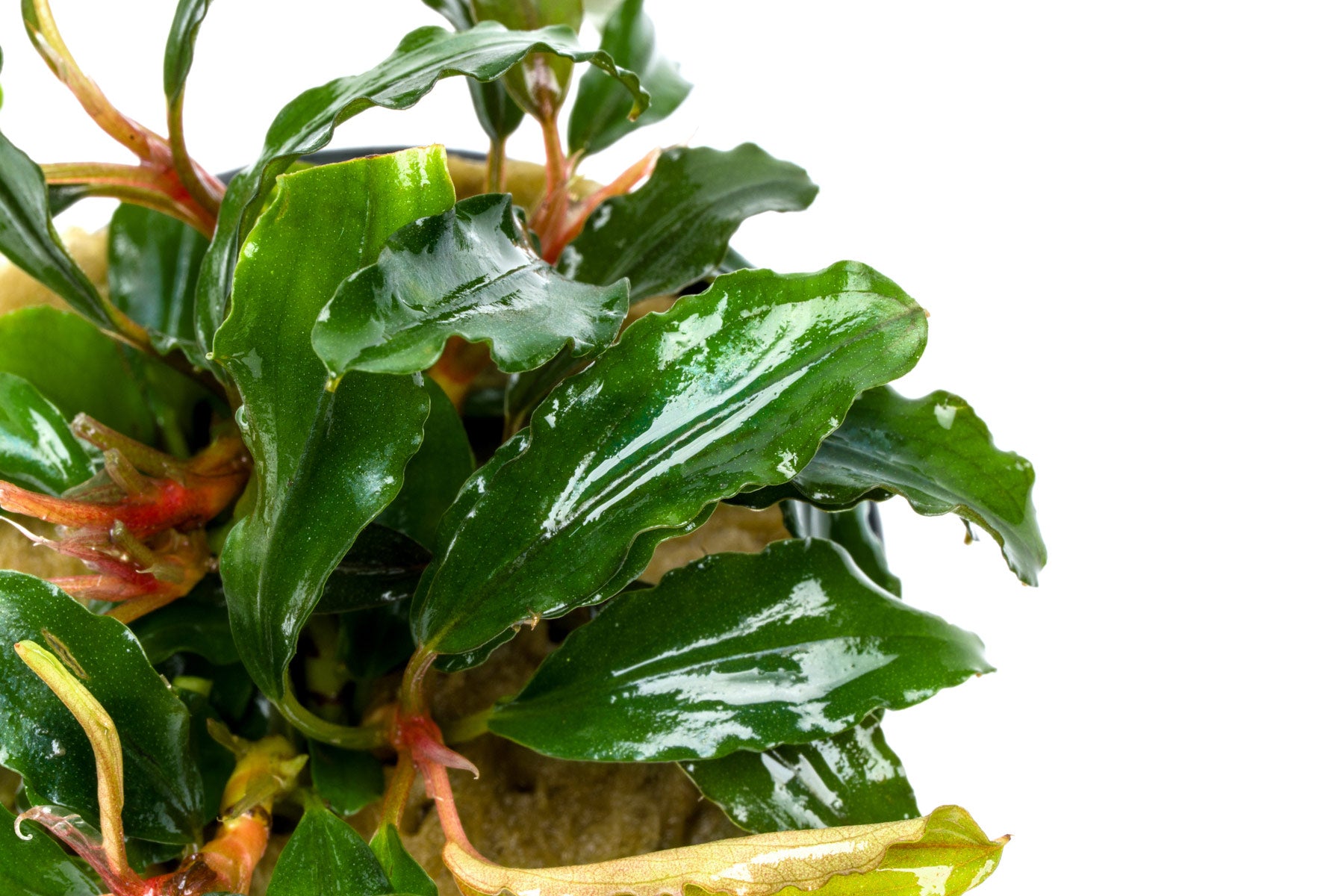 Bucephalandra Artemis - Live Buce | Glass Aqua