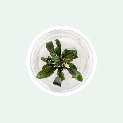 Bucephalandra 'Brownie Ghost' - Aquarium Plant | Glass Aqua