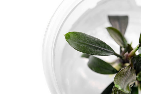 Bucephalandra 'Brownie Ghost' - Aquarium Plant | Glass Aqua