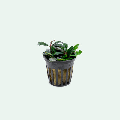 Bucephalandra Brownie Jade potted aquarium plant for planted tanks and aquascaping