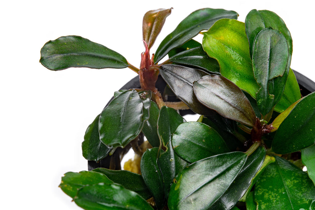 Close-up of a potted Bucephalandra Brownie Jade