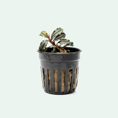 Bucephalandra Brownie Kapuas aquarium rhizome plant in netted pot for freshwater planted tanks