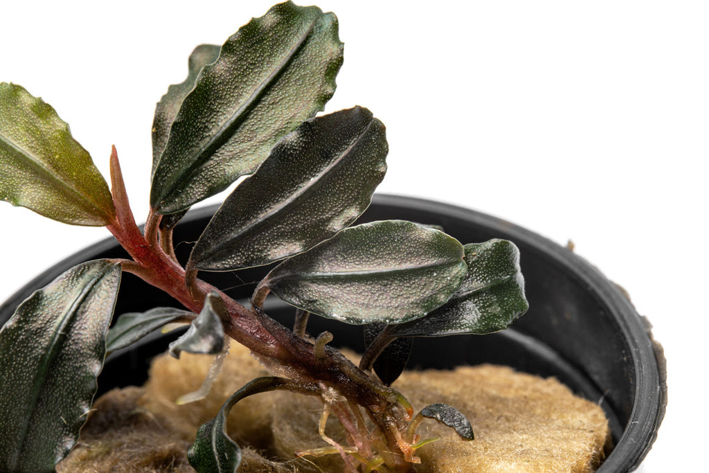 Bucephalandra Brownie Kapuas aquarium rhizome plant in netted pot for freshwater planted tanks