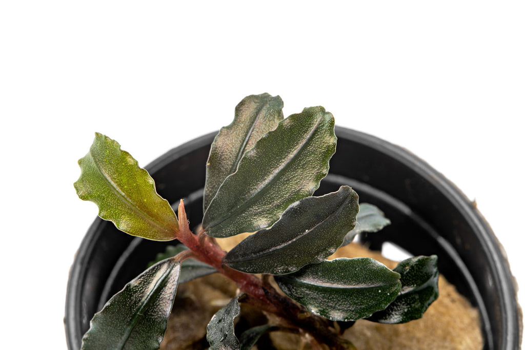 Bucephalandra Brownie Kapuas aquarium rhizome plant in netted pot for freshwater planted tanks