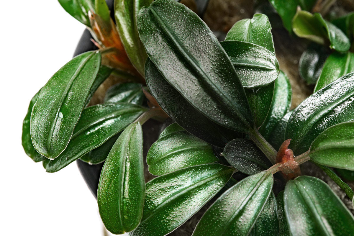 Shop Bucephalandra Brownie Phoenix Brown Aquatic Plants - Glass Aqua