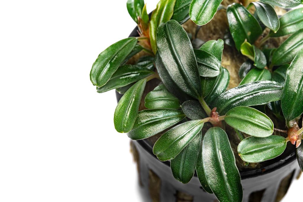 Shop Bucephalandra Brownie Phoenix Brown Aquatic Plants - Glass Aqua