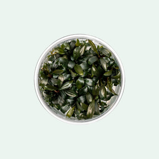 Bucephalandra Buce Brownie Phoenix Tissue Culture - Shop Glass Aqua